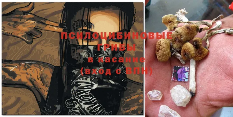 Галлюциногенные грибы Cubensis  Андреаполь 